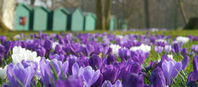 Crocuses